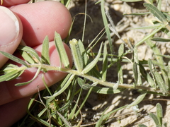 Oenothera hartwegii
