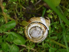Monadenia infumata callidina