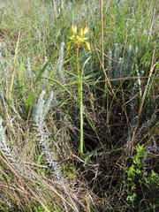 Aloe linearifolia