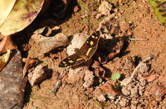 Telenassa berenice