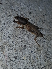 Neoscapteriscus borellii