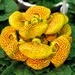 Calceolaria × herbeohybrida - Photo (c) beautifulcataya, some rights reserved (CC BY-NC-ND)
