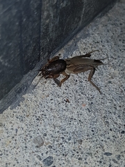 Neoscapteriscus borellii