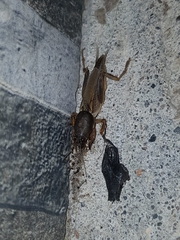 Neoscapteriscus borellii