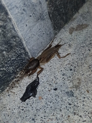 Neoscapteriscus borellii