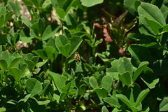 Metasyrphus
