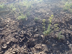 Galium jepsonii