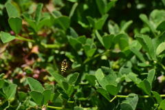 Metasyrphus