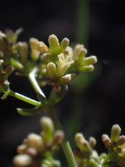 Galium jepsonii