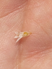 Cuscuta pacifica pacifica