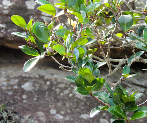 Thick-Leaved Forest Myrtle (Eugenia umtamvunensis)