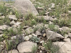 Eriogonum havardii