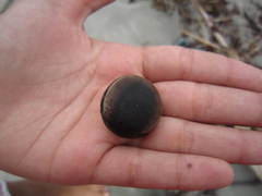 Macropsychanthus violaceus