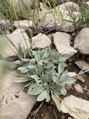 Eriogonum havardii