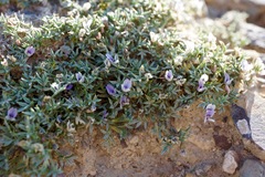Astragalus kentrophyta tegetarius