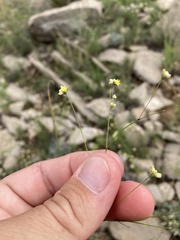 Eriogonum havardii