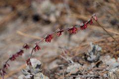 Eriogonum saxatile