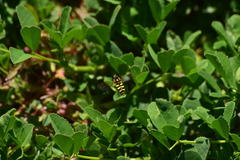 Metasyrphus