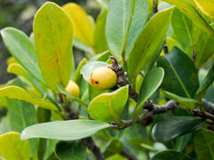 Ficus craterostoma