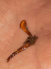 Ophiocordyceps variabilis