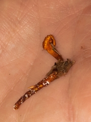 Ophiocordyceps variabilis