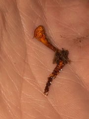 Ophiocordyceps variabilis