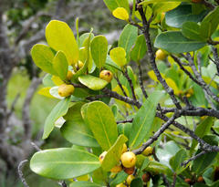 Ficus craterostoma
