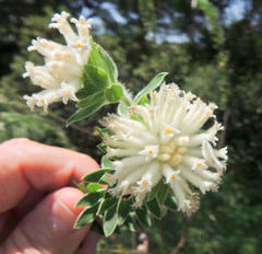 Lasiosiphon calocephalus