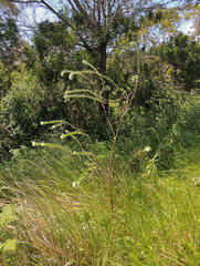 Lasiosiphon calocephalus