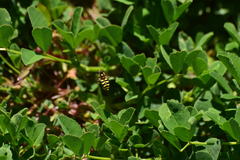 Metasyrphus