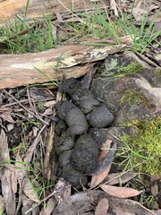 Vombatus ursinus hirsutus