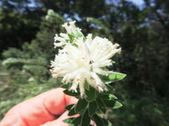 Lasiosiphon calocephalus