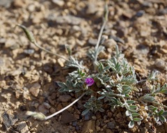 Oxytropis parryi