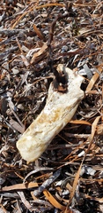 Malleus meridianus