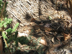Elgaria multicarinata