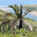 Mkambati Palm - Photo (c) graham_g, some rights reserved (CC BY-NC)