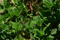 Metasyrphus