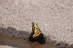 Papilio multicaudata