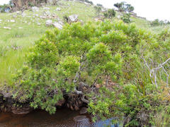 Leucadendron pondoense