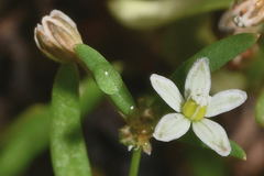 Mollugo verticillata