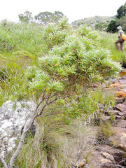 Leucadendron pondoense