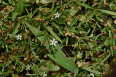 Mollugo verticillata