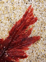 Euptilota formosissima