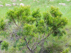 Leucadendron pondoense