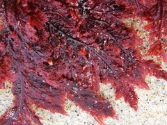 Euptilota formosissima