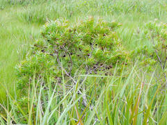 Leucadendron pondoense