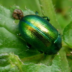 Chrysolina graminis