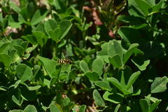 Metasyrphus