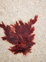 Euptilota formosissima