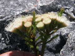 Brunia latebracteata